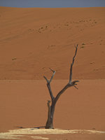 Sossusvlei [ 25 images ]